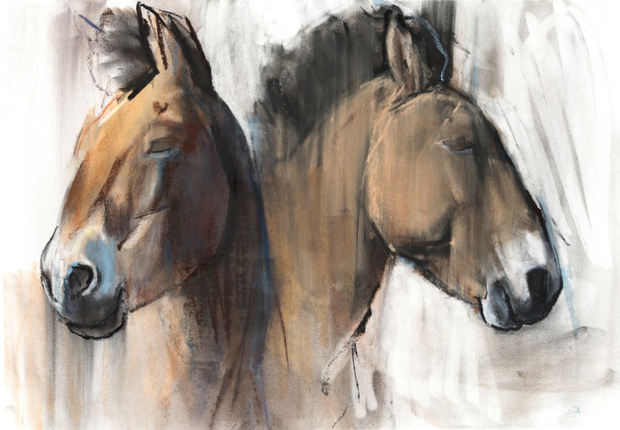 头读研究（Przewalski）2012，（木炭，续约和粉彩纸） 作者 马克·阿德灵顿
