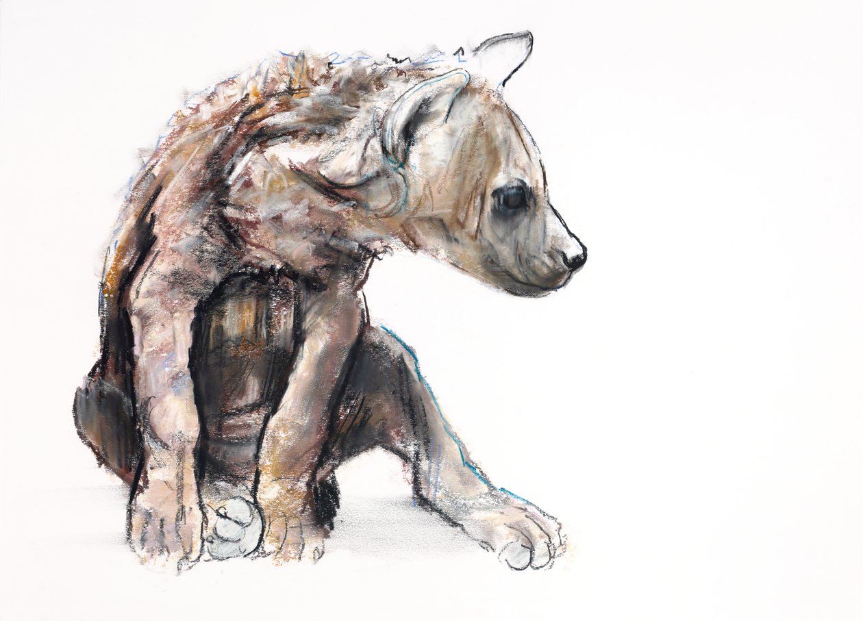 Hyaena Pup (profile), 2019 (Conté and charcoal on paper) 作者 马克·阿德灵顿