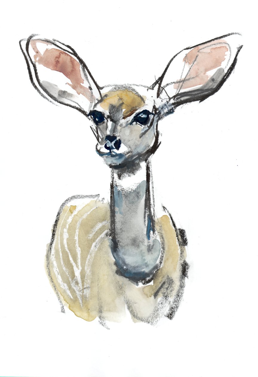 Kudu Fawn, Sarara, 2018 作者 马克·阿德灵顿