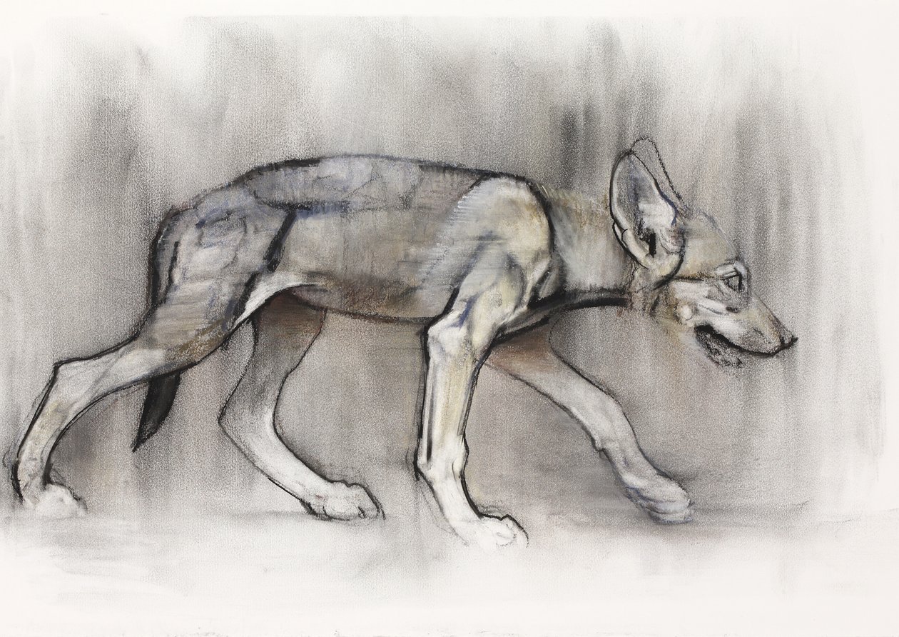 精益小狗（阿拉伯狼），2009年（纸上谈论木炭） 作者 马克·阿德灵顿