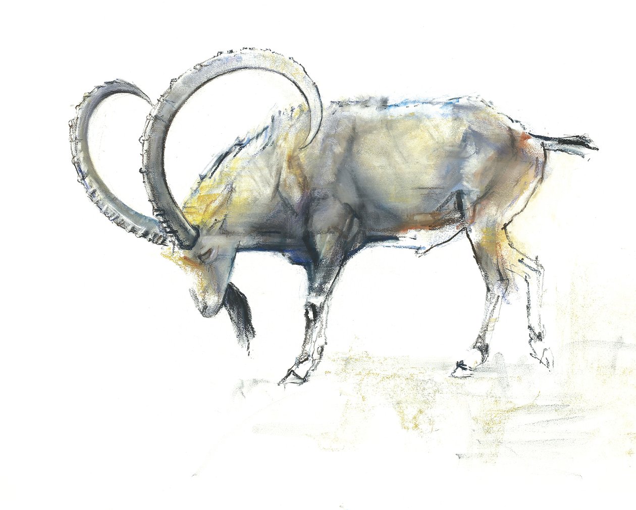 Nubian Ibex，2008（纸上谈论木炭） 作者 马克·阿德灵顿