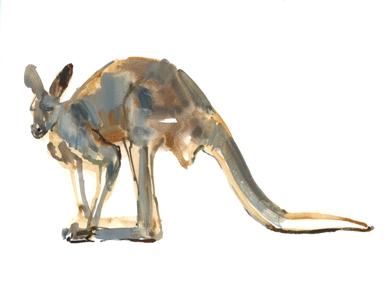 Ocher Dusted，（Red Kangaroo），2012，（水彩和纸上颜料） 作者 马克·阿德灵顿