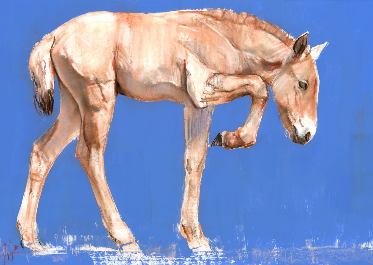 Przewalski Foal，2012，（纸上混合媒体） 作者 马克·阿德灵顿