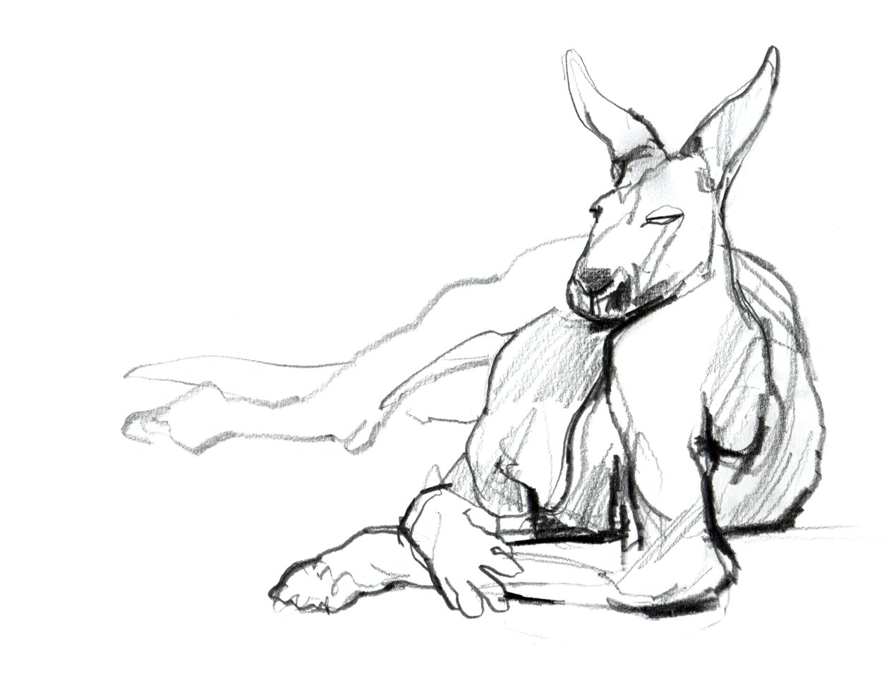 休息运动员（Red Kangaroo），2012年，（纸上石墨） 作者 马克·阿德灵顿