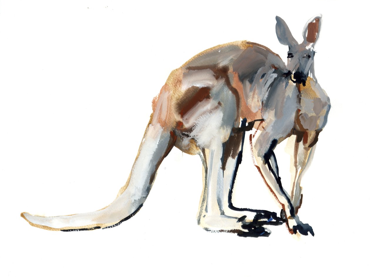 Roo，（Red Kangaroo），2012，（水彩和纸上颜料） 作者 马克·阿德灵顿