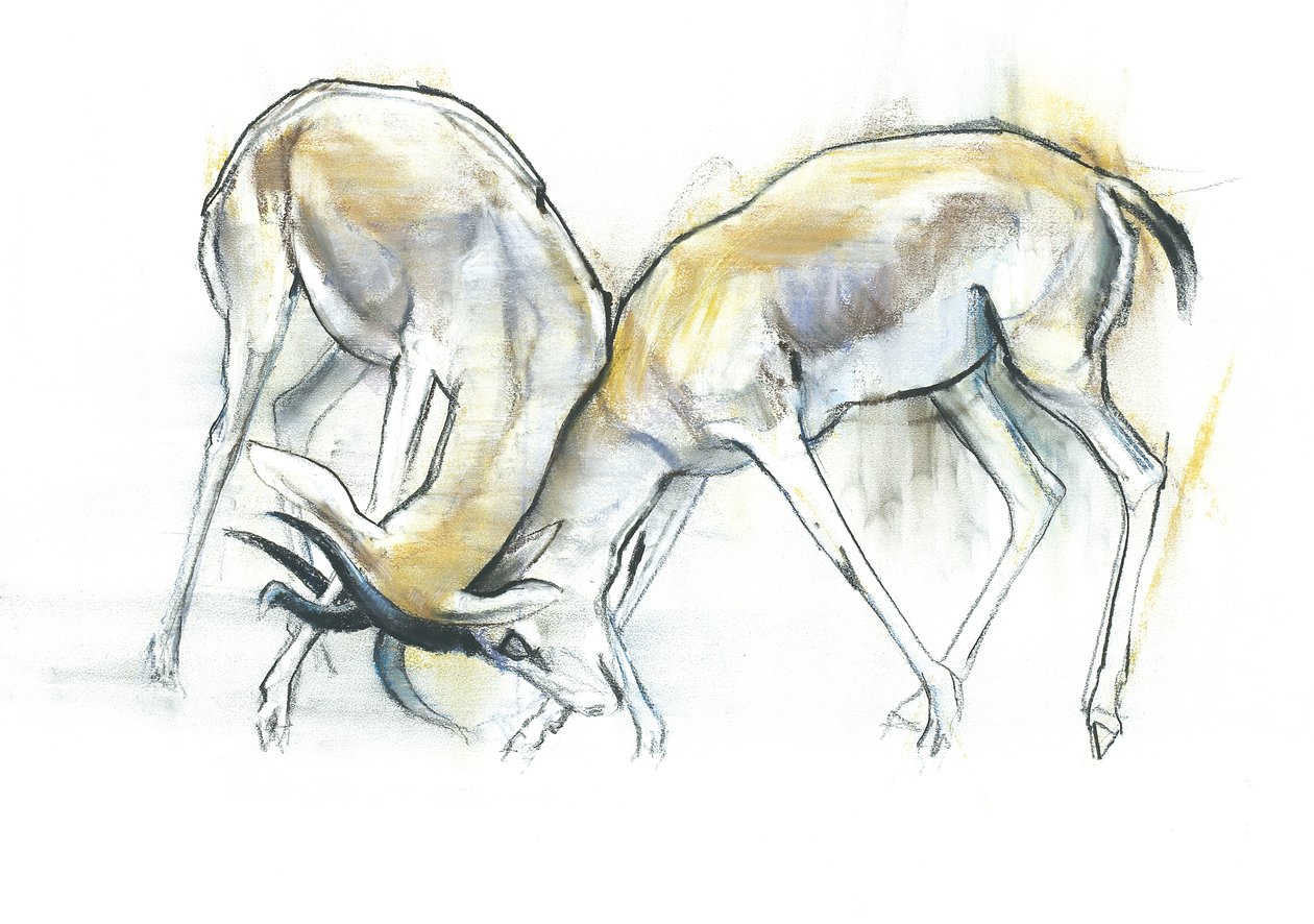 Sand Gazelles，2009年（纸上谈论炭火） 作者 马克·阿德灵顿