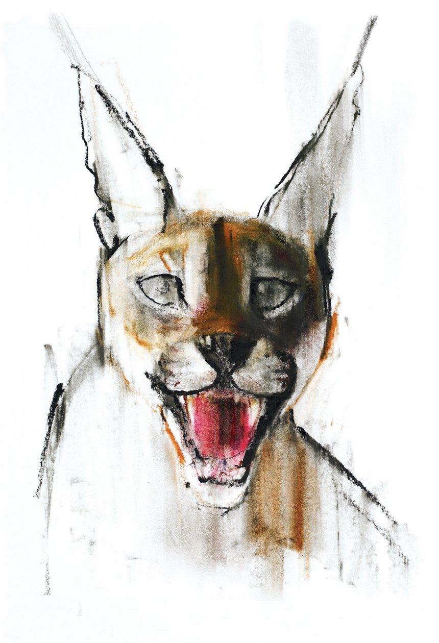 Snarl（阿拉伯卡拉卡尔），2009年（纸上谈论木炭） 作者 马克·阿德灵顿