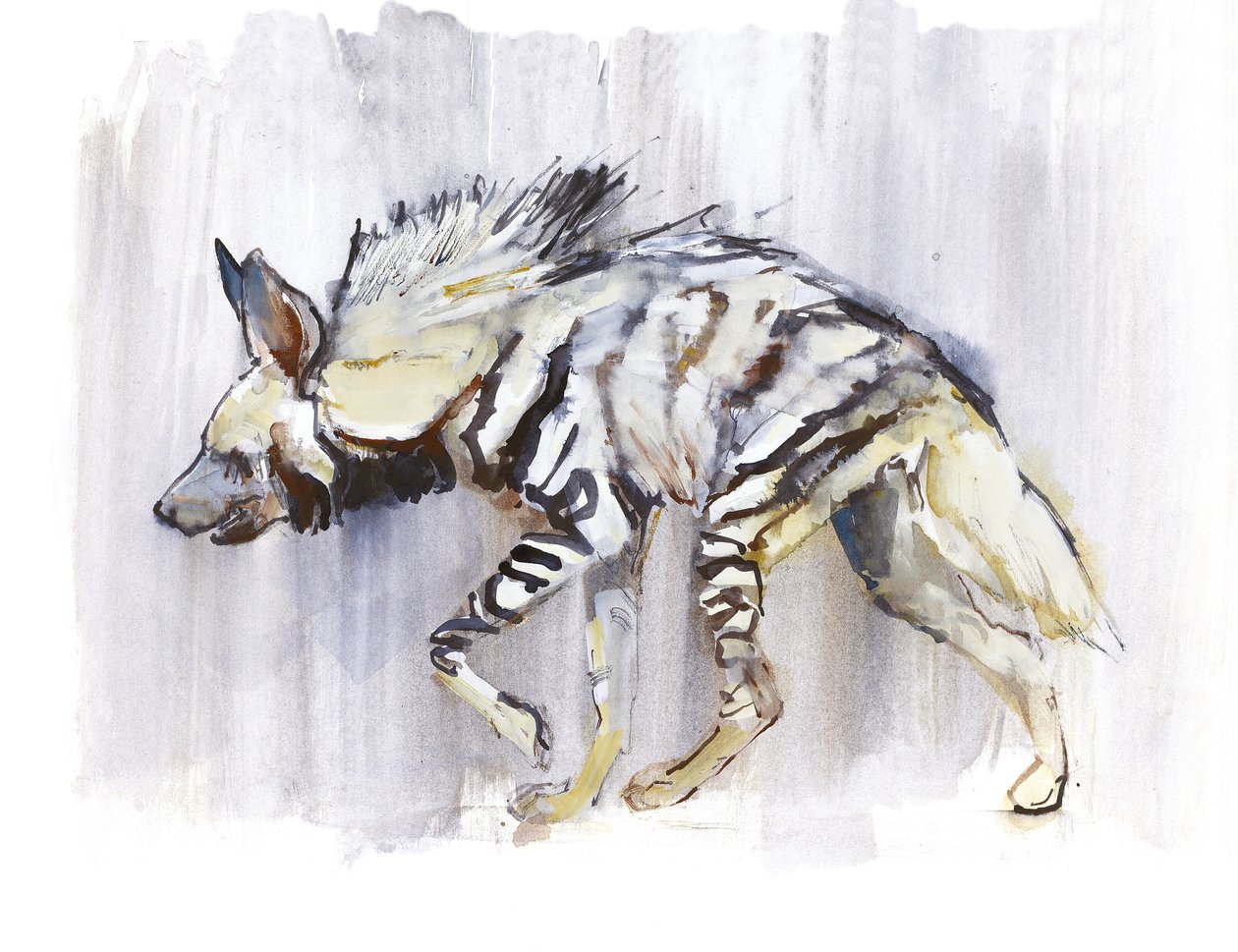 条纹Hyaena，2010年，（纸上水彩） 作者 马克·阿德灵顿