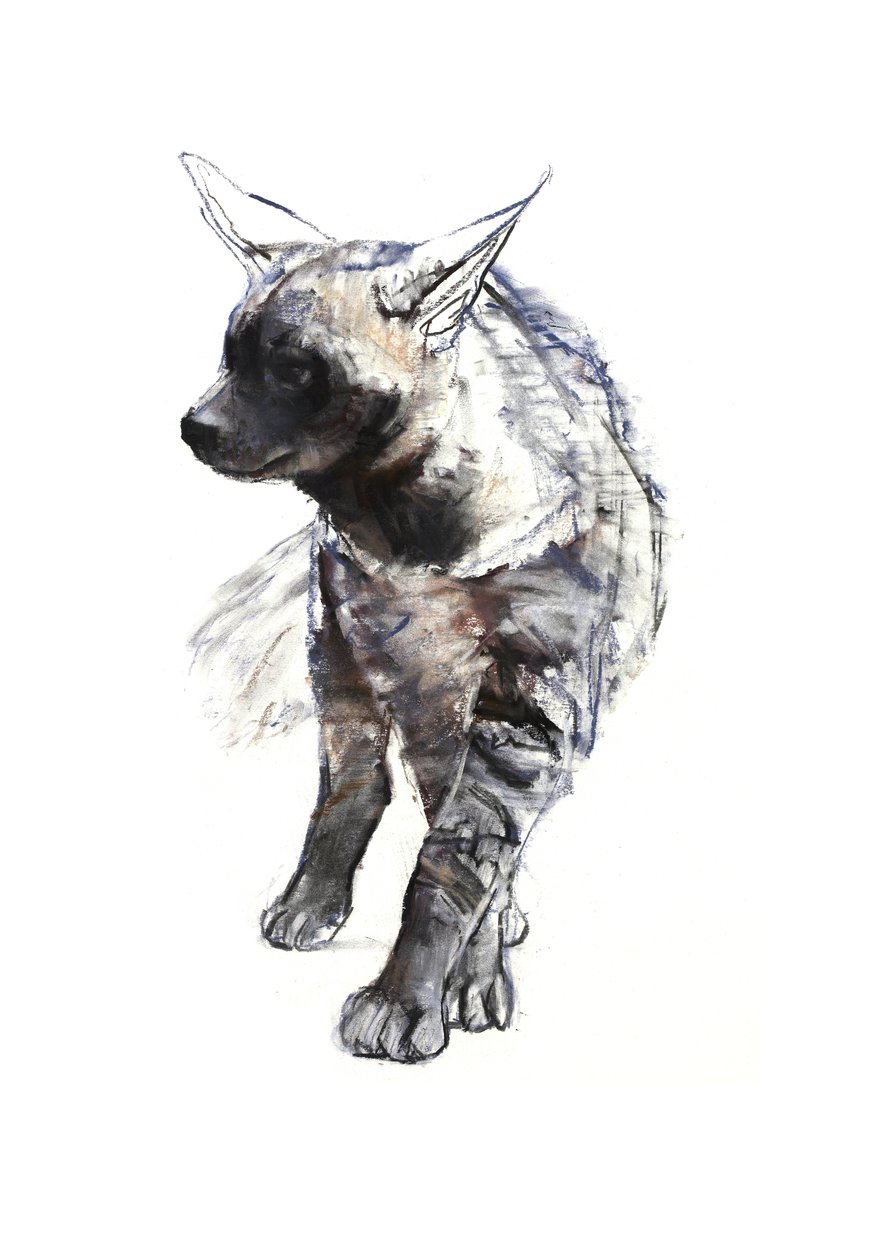 条纹Hyaena Pup，2010，（纸上粉笔和粉彩） 作者 马克·阿德灵顿