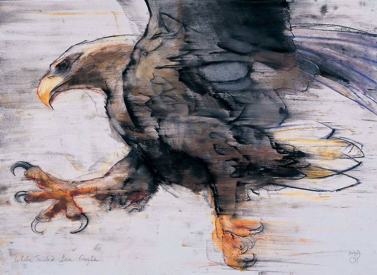 Talons  -  White tailed Sea Eagle，2001（木炭和纸上谈话） 作者 马克·阿德灵顿
