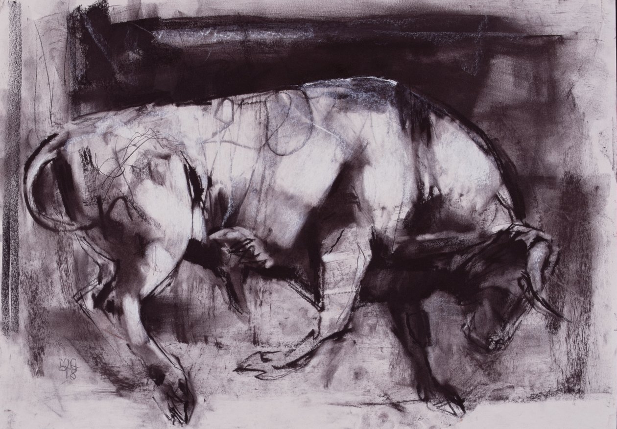白牛（研究），1998年（木炭纸上） 作者 马克·阿德灵顿