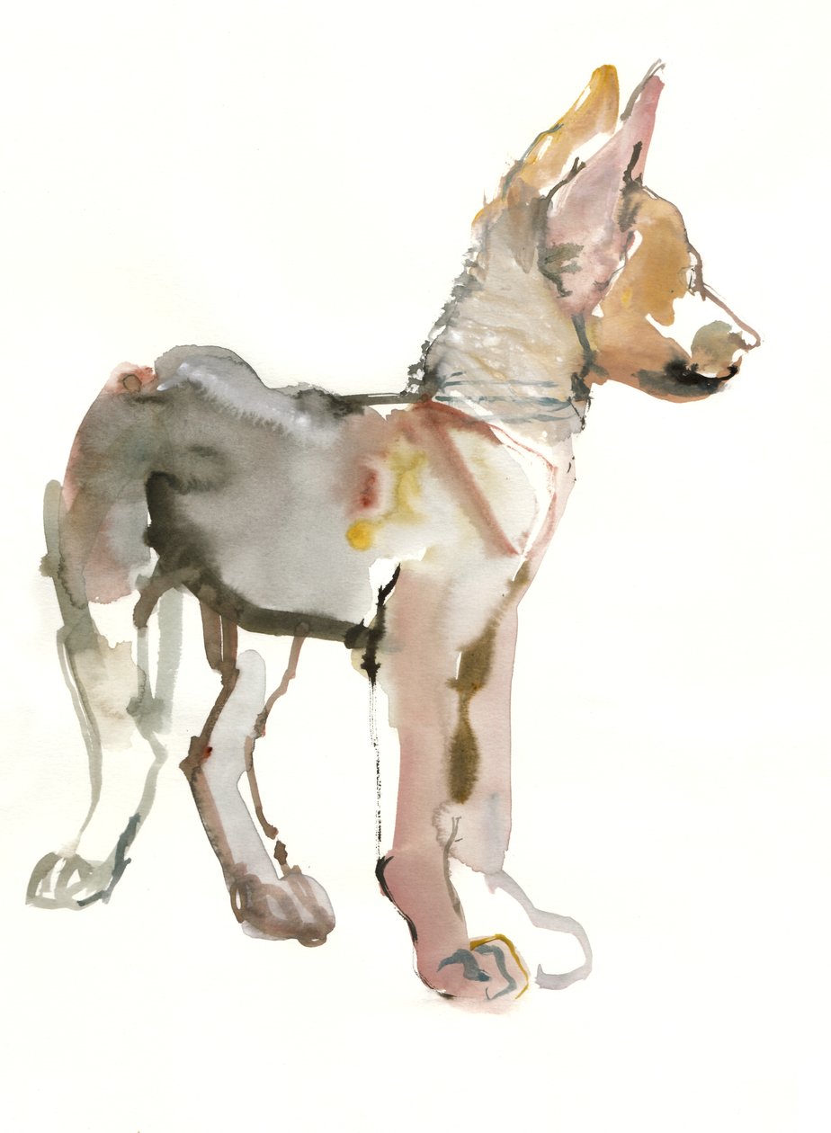 Waggle（阿拉伯狼小狗），2011，（纸上水彩和水粉） 作者 马克·阿德灵顿