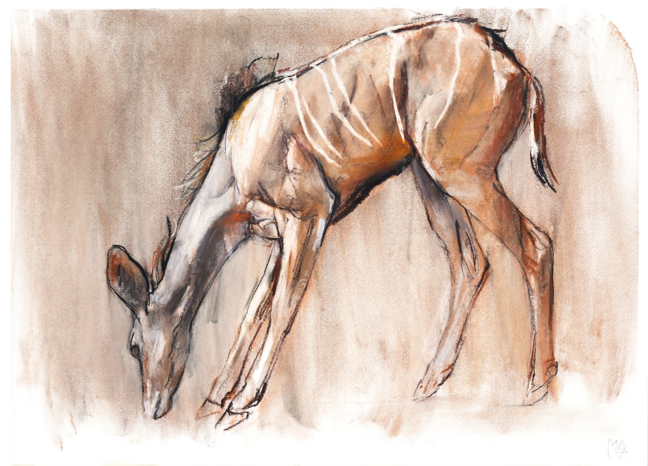 年轻的Kudu, Loisaba, 2018 作者 马克·阿德灵顿