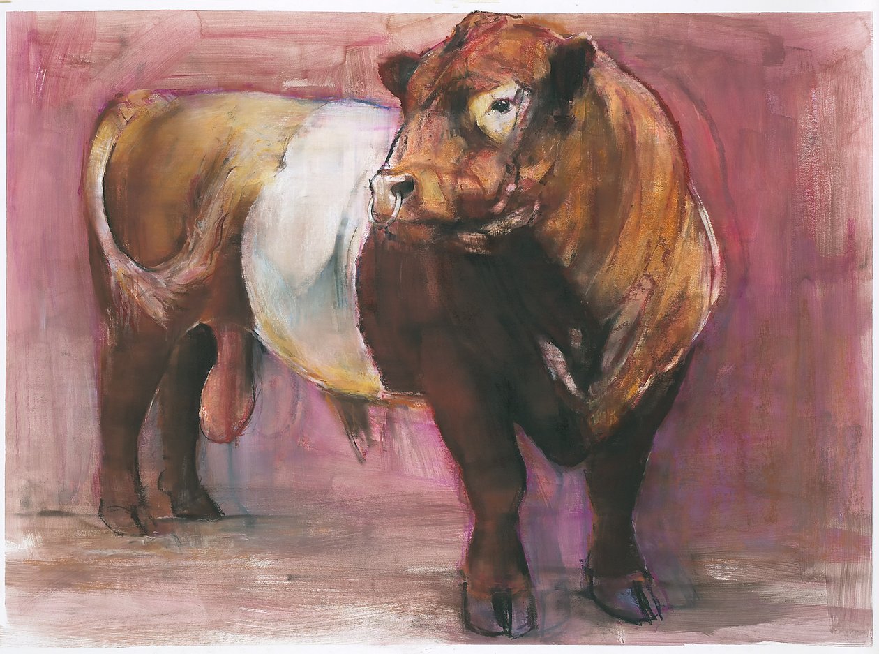 宙斯，Red Belted Galloway Bull，2006年（纸上混合媒体） 作者 马克·阿德灵顿