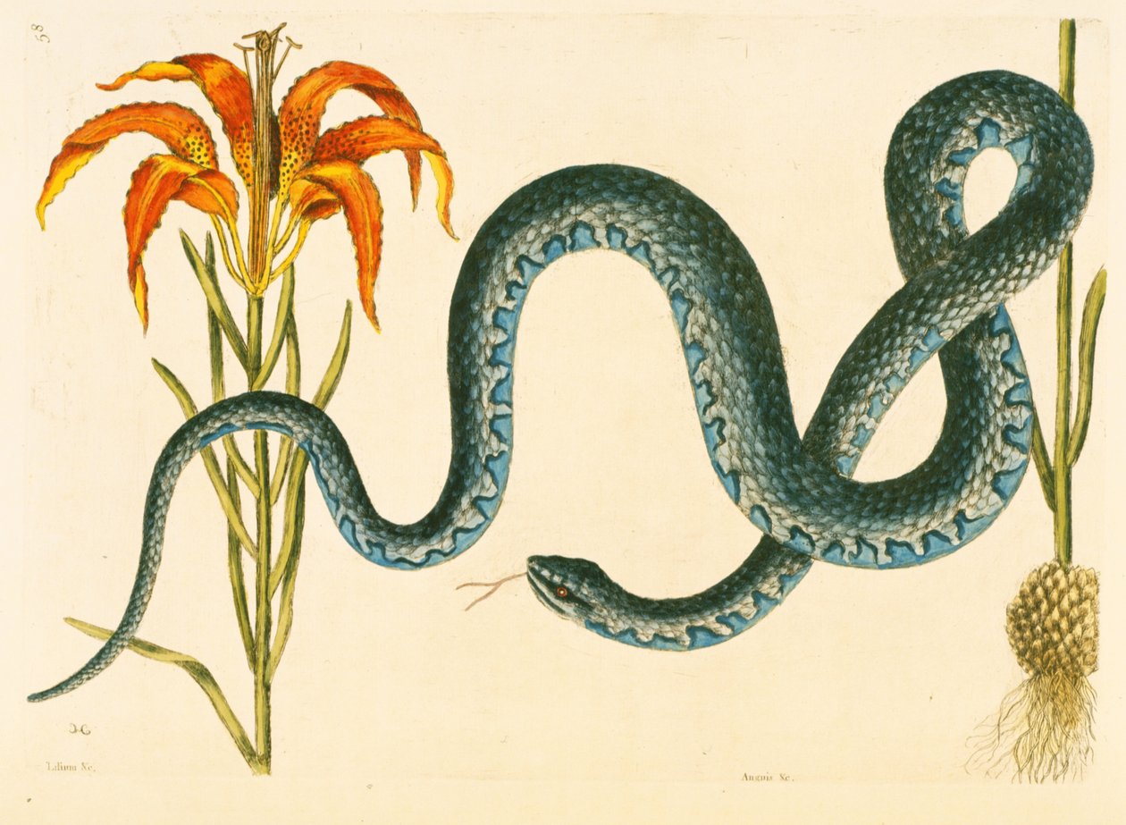 Anguis，Wampum Snake，板58，卷。 1来自“卡罗来纳州自然历史，佛罗里达和巴哈马” 作者 马克·凯茨比