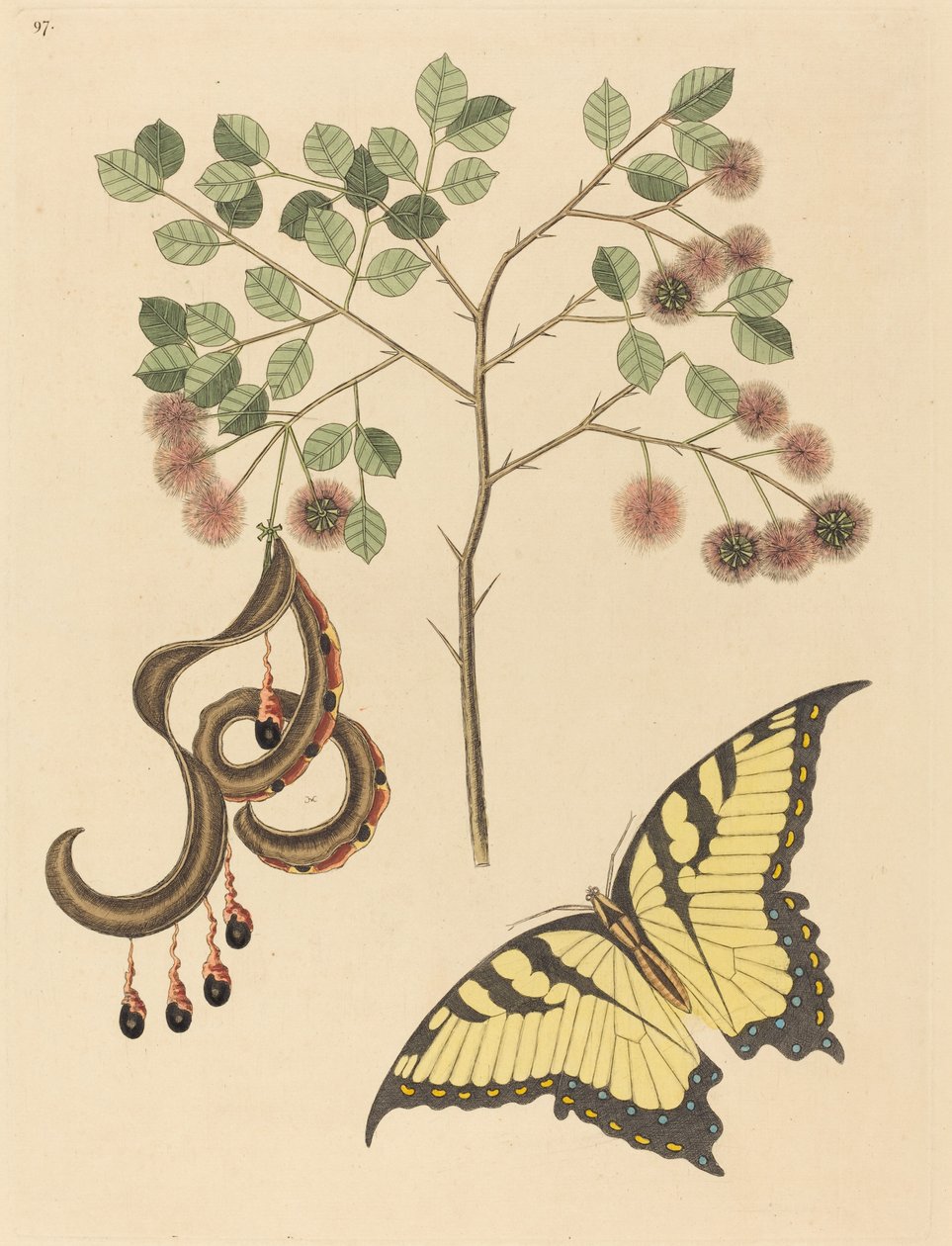 猫爪草(Mimosa circinalis) 作者 马克·凯茨比