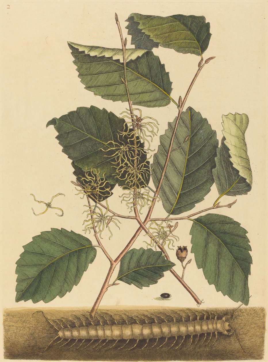 蜈蚣Scolopendra morsitans，1731-1743年出版。 作者 马克·凯茨比