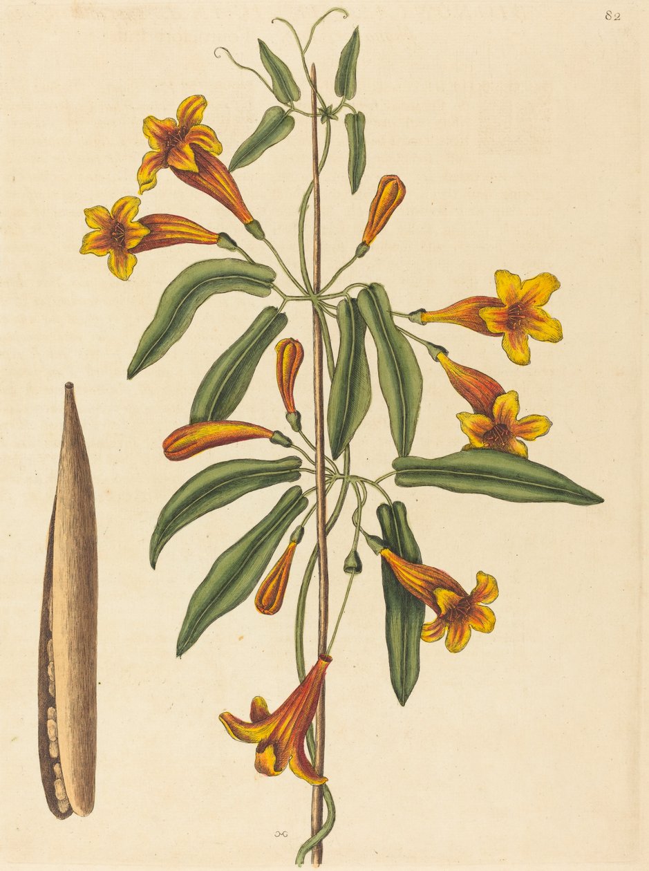 交叉的藤本植物Bignonia capreolata，1754年出版。 作者 马克·凯茨比