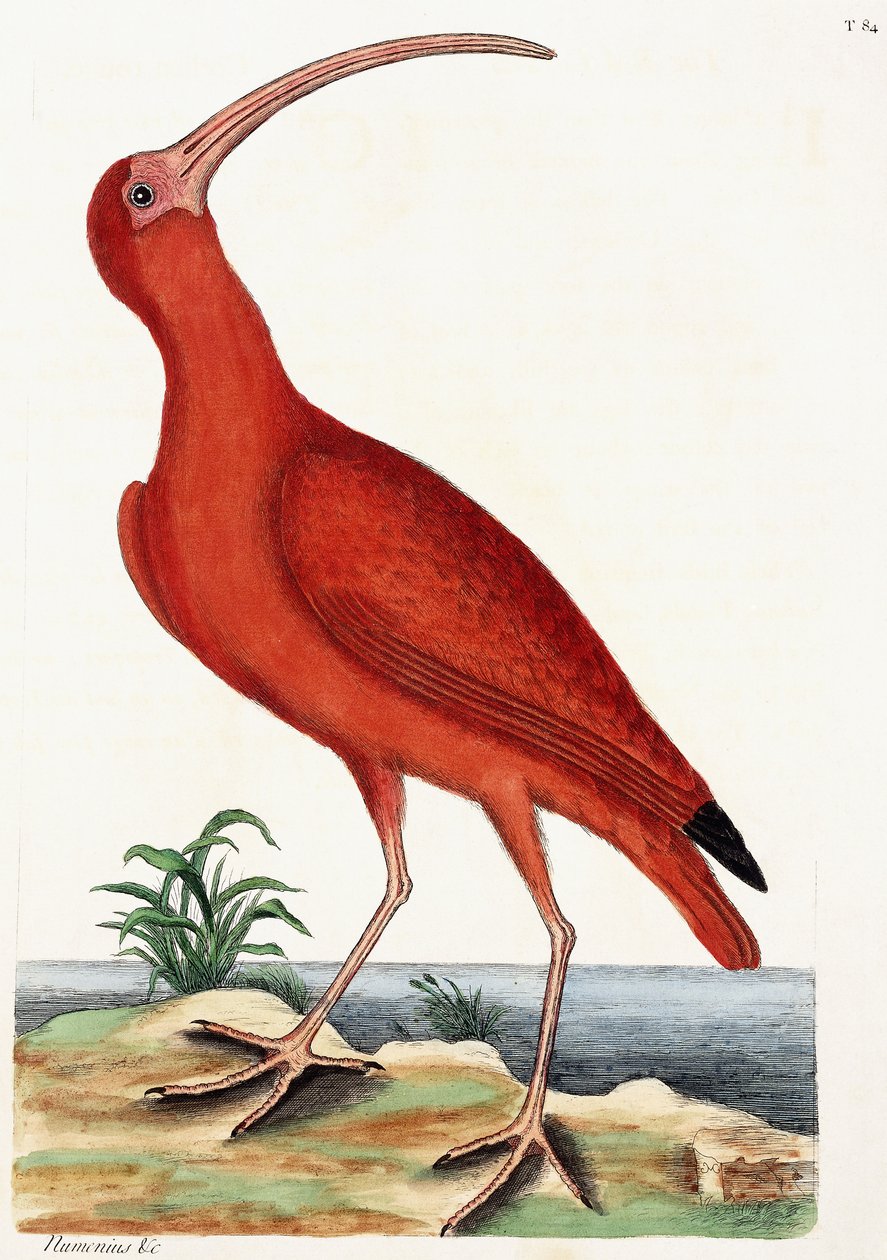 纽梅纽斯·库里（Curlew），1771年 作者 马克·凯茨比