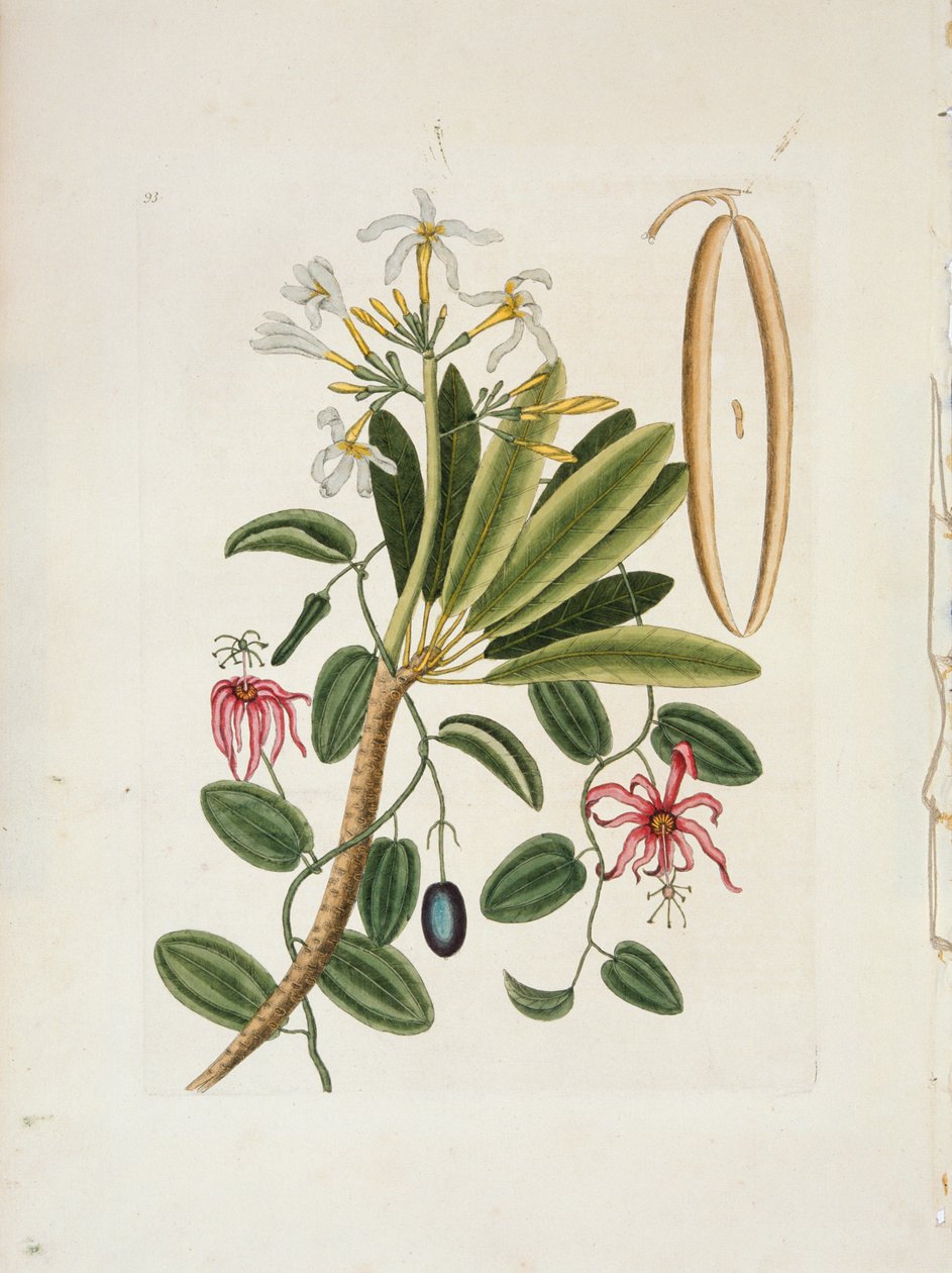 Plumeria obtusa L. Singapore Frangipani, 约1700-1740. 作者 马克·凯茨比