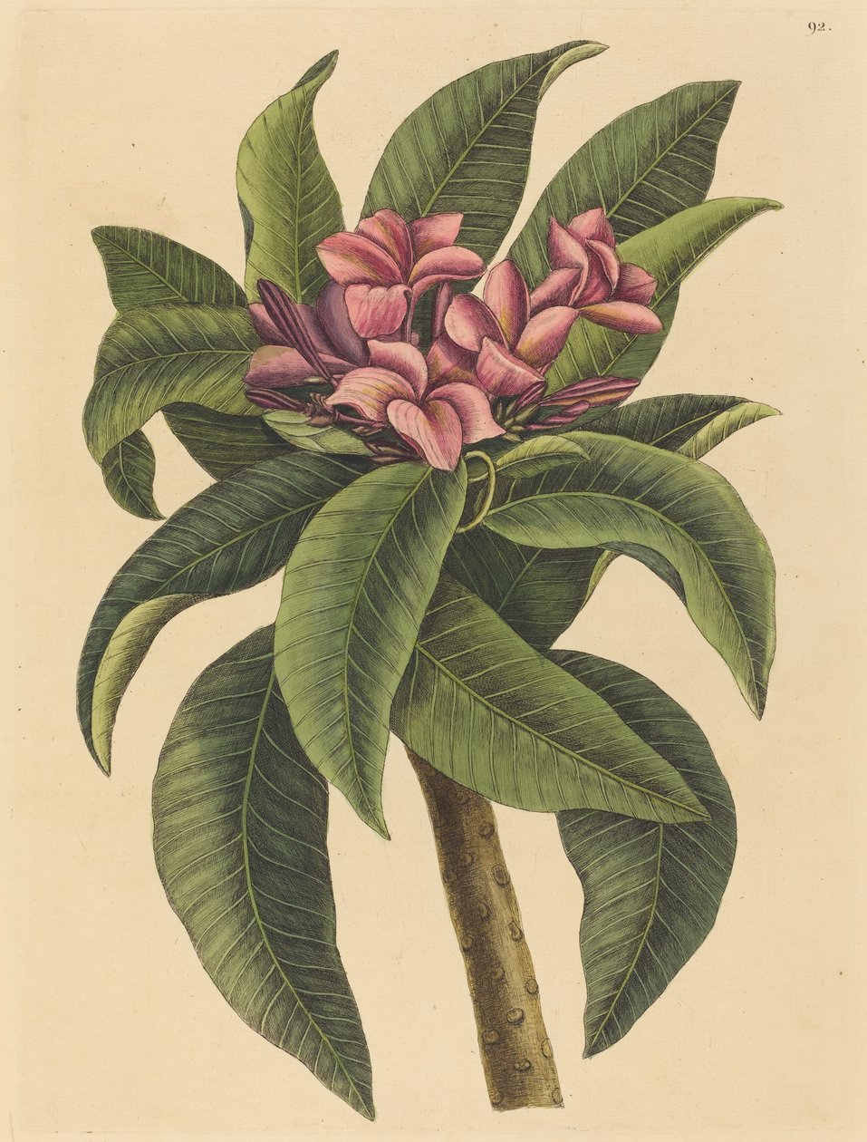 红法兰西（Plumeria rubra）。 作者 马克·凯茨比