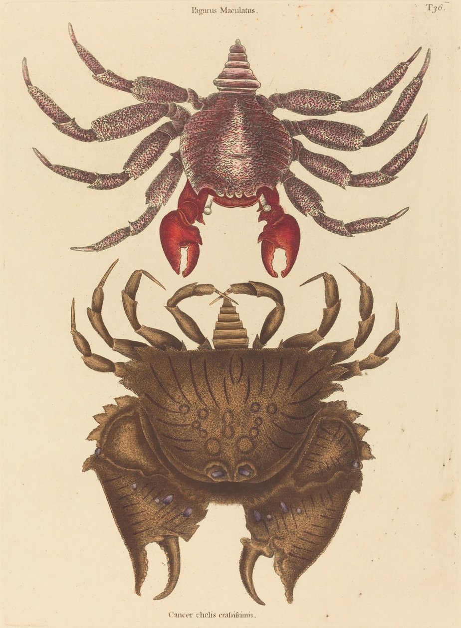 红斑岩蟹（Cancer grapsus） 作者 马克·凯茨比