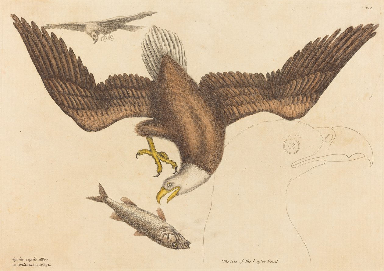 白头鹰（Falco leucocephalus） 作者 马克·凯茨比