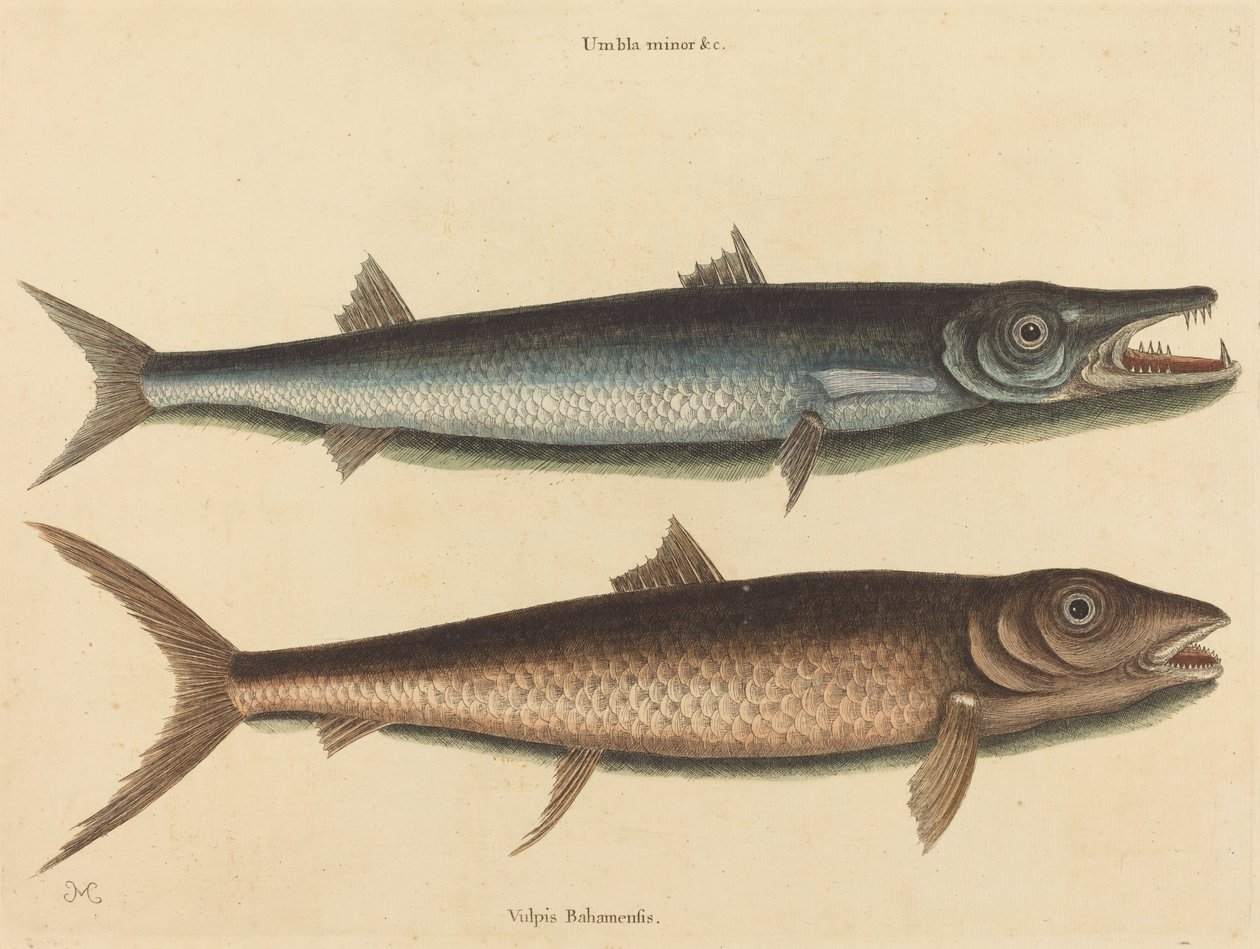 梭鱼 Esox barracuda，1754年出版。 作者 马克·凯茨比