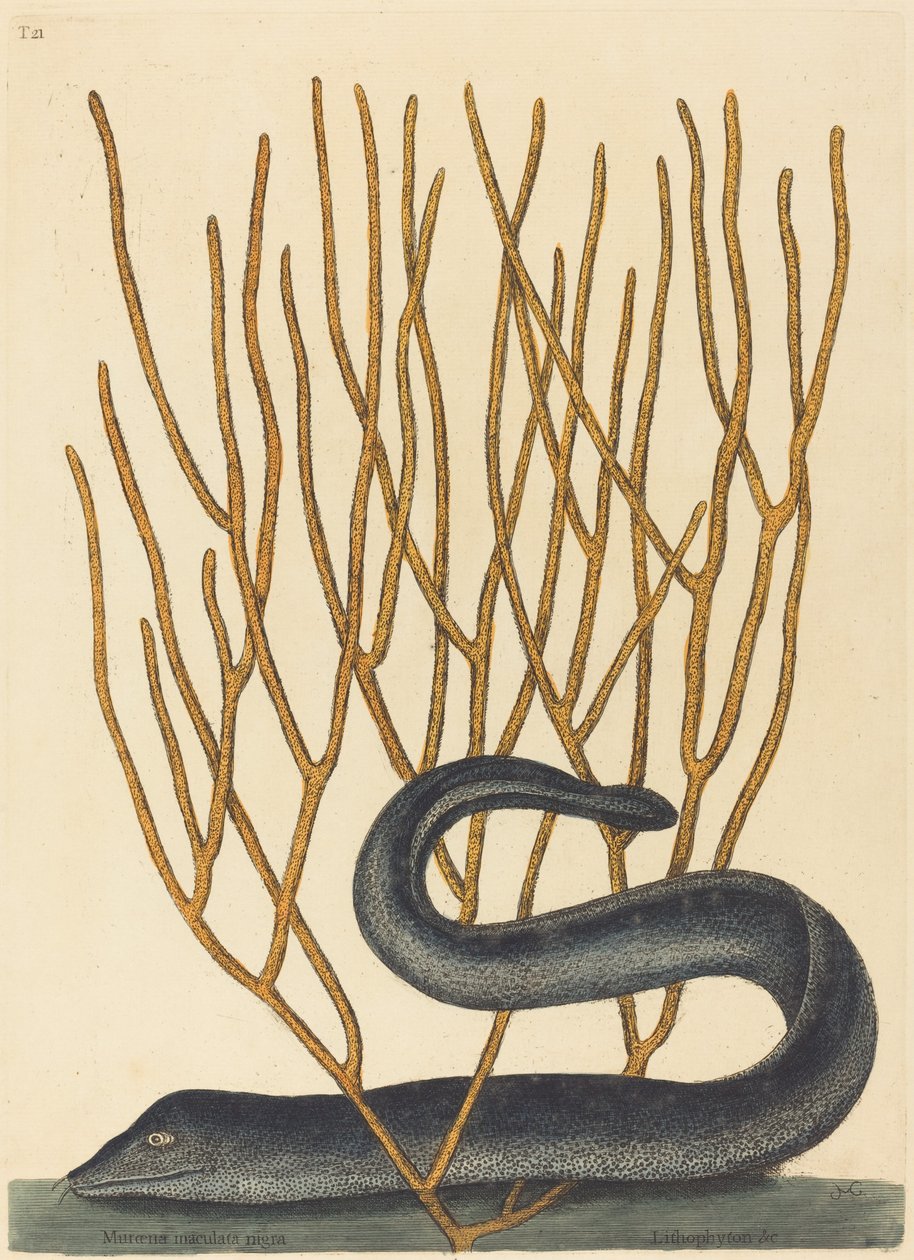 黑墨兰（Muraenae helenae varietas）。 作者 马克·凯茨比