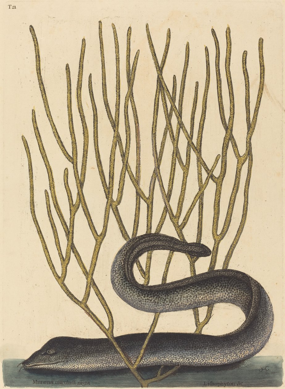 黑墨兰（Muraenae helenae varietas）。 作者 马克·凯茨比