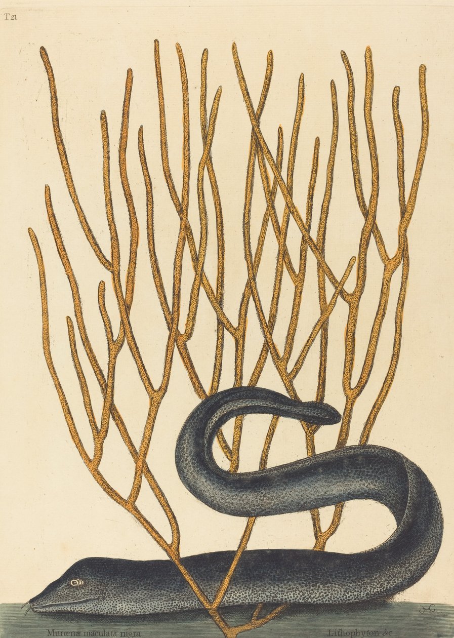 黑色的Muray Muraenae helenae varietas，1754年出版。 作者 马克·凯茨比