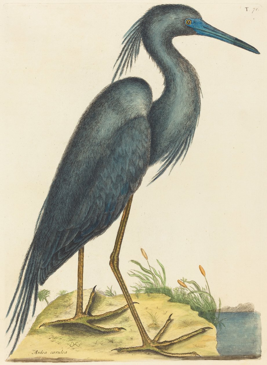 蓝鹭(Ardea coerulea) 作者 马克·凯茨比