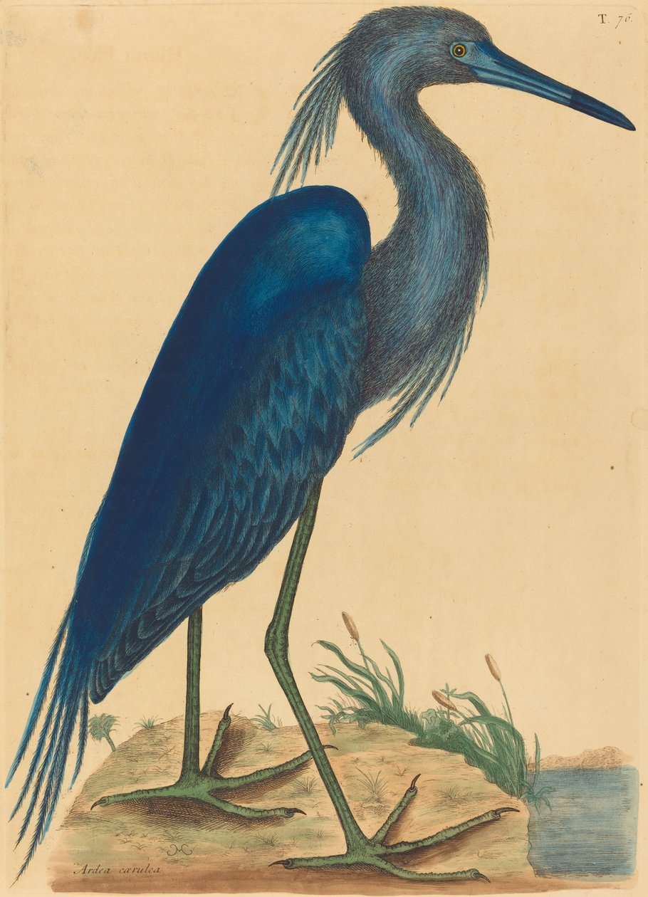 The Blue Heron Ardea coerulea, published 1731-1743. 作者 马克·凯茨比