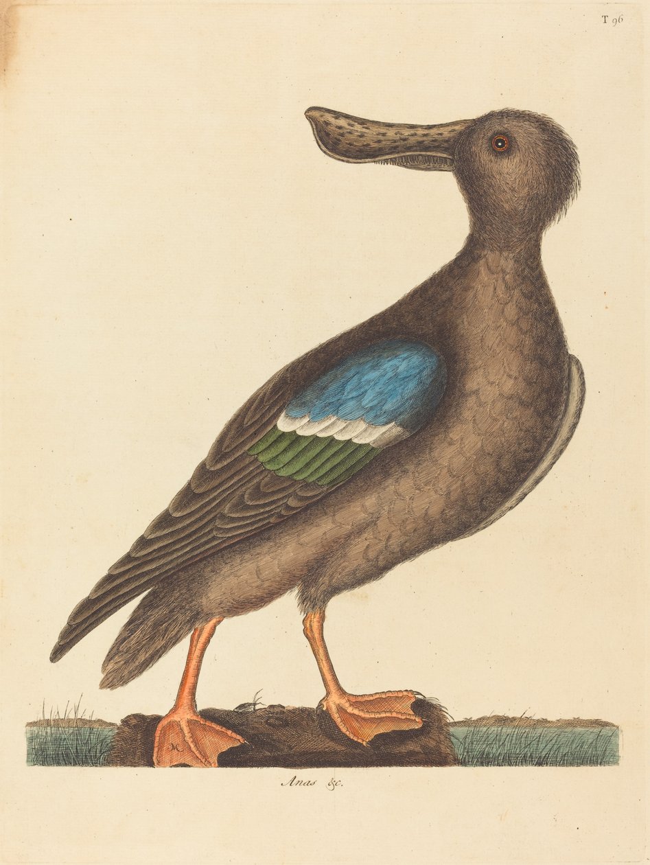 蓝翅长嘴鹬Anas clypeata foemina，1754年出版。 作者 马克·凯茨比