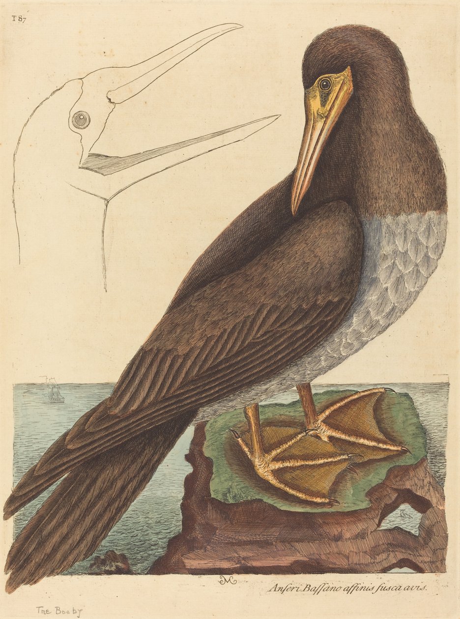鲣鸟Pelecanus Sula》，1731-1743年出版。 作者 马克·凯茨比