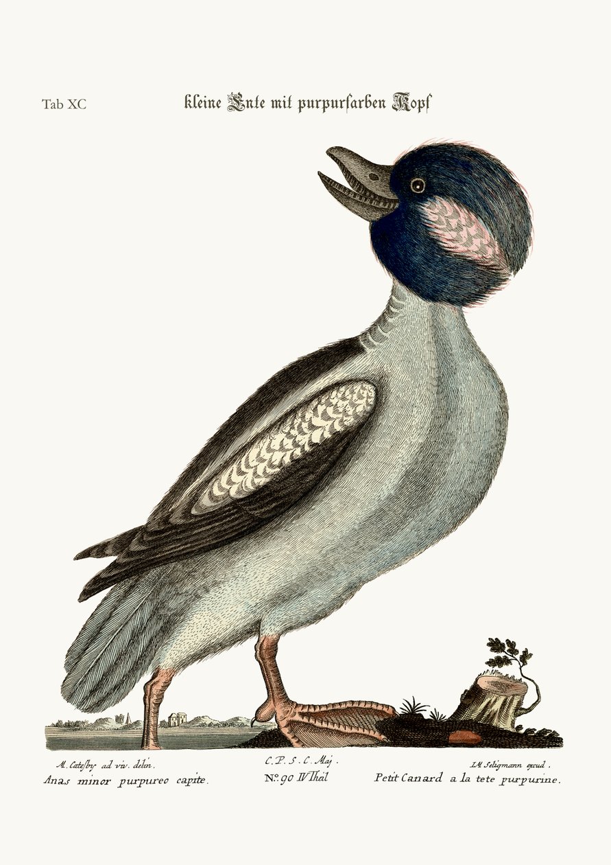 The Buffel&39;s Head Duck，1749-73 作者 马克·凯茨比