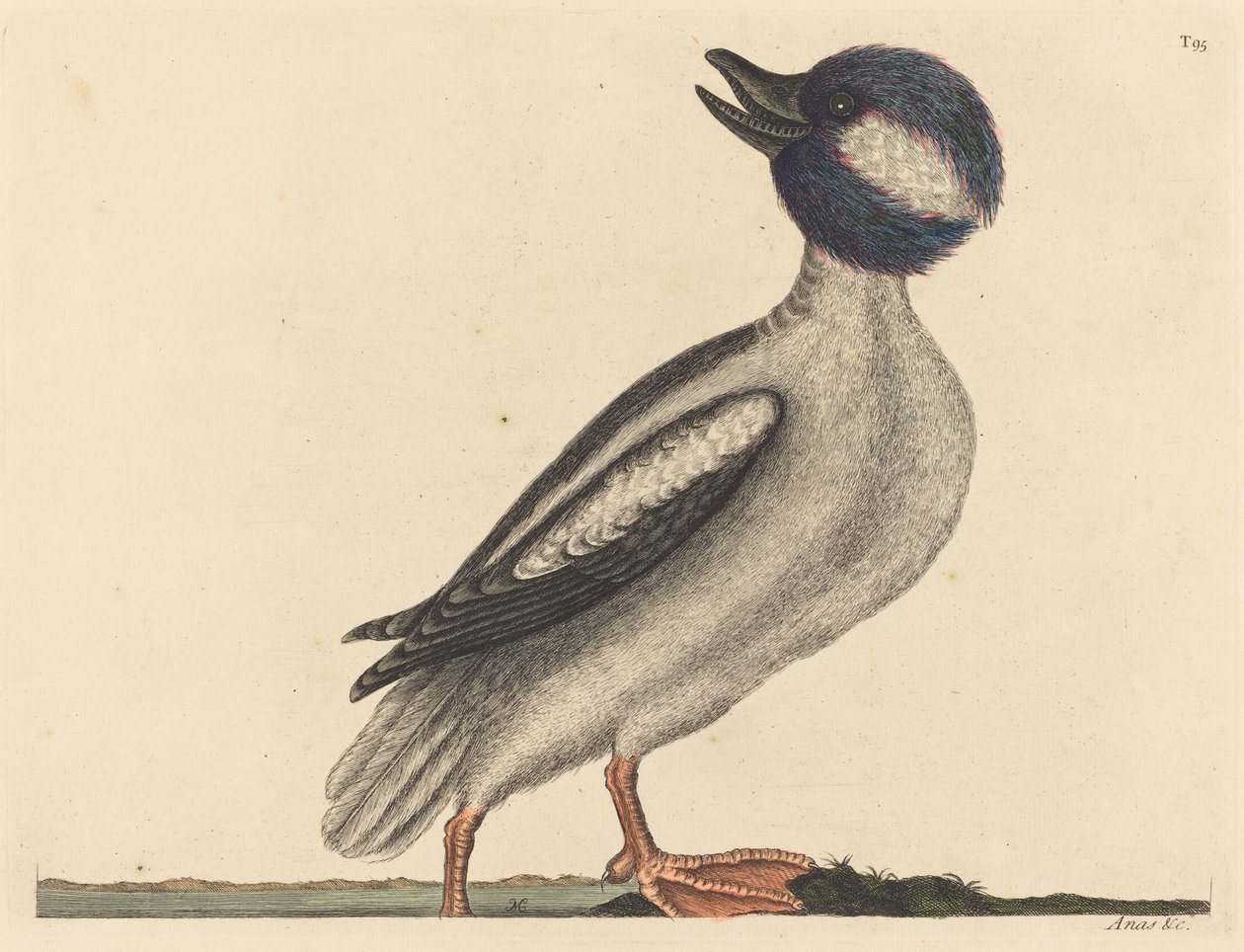 布法尔头鸭Anas bucephala，1731-1743年出版。 作者 马克·凯茨比