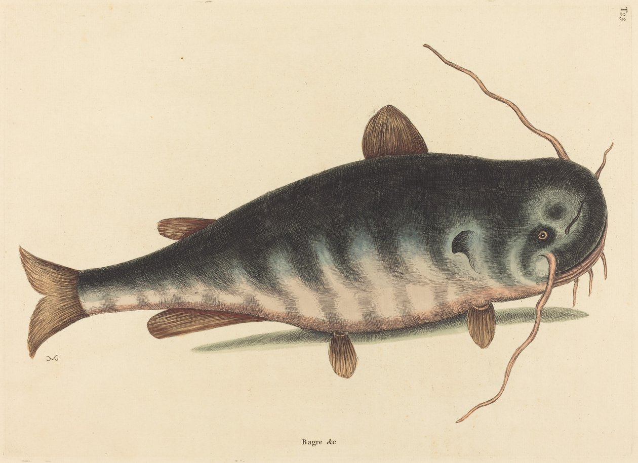 猫鱼（Silurus catus） 作者 马克·凯茨比