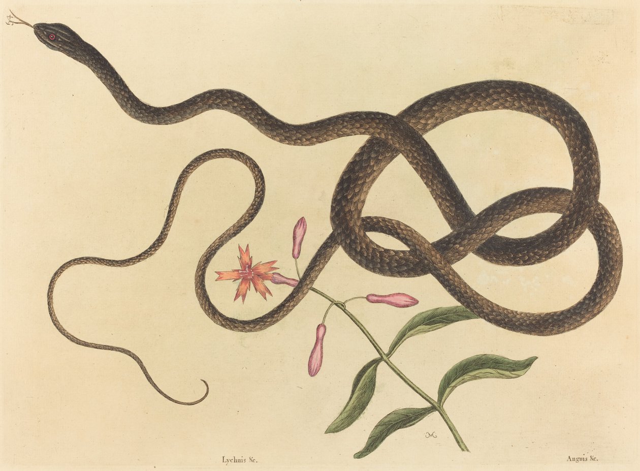 马车鞭蛇Coluber flagellum，1731-1743年出版。 作者 马克·凯茨比