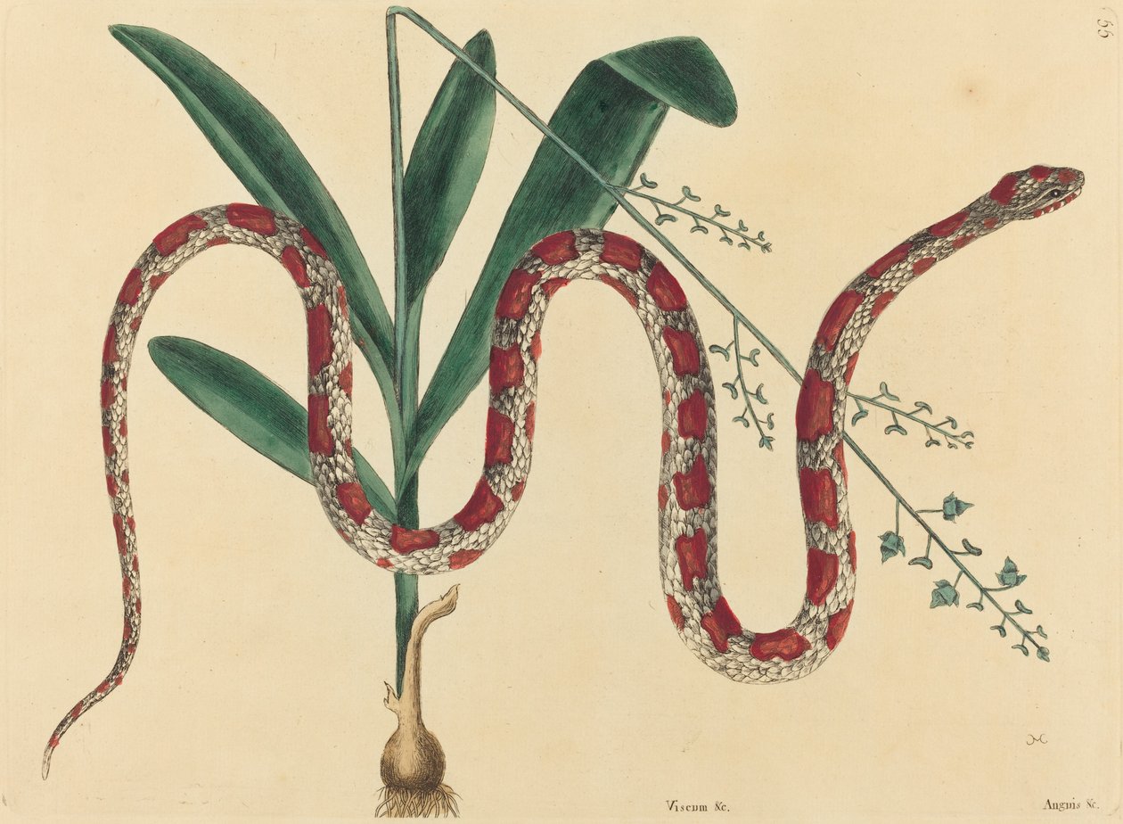 玉米蛇Coluber fulvius，1731-1743年出版。 作者 马克·凯茨比