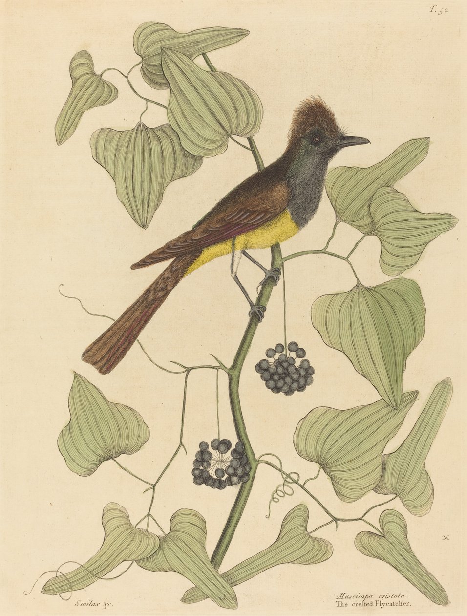 凤头飞鸟Muscicapa cristata，1754年出版。 作者 马克·凯茨比