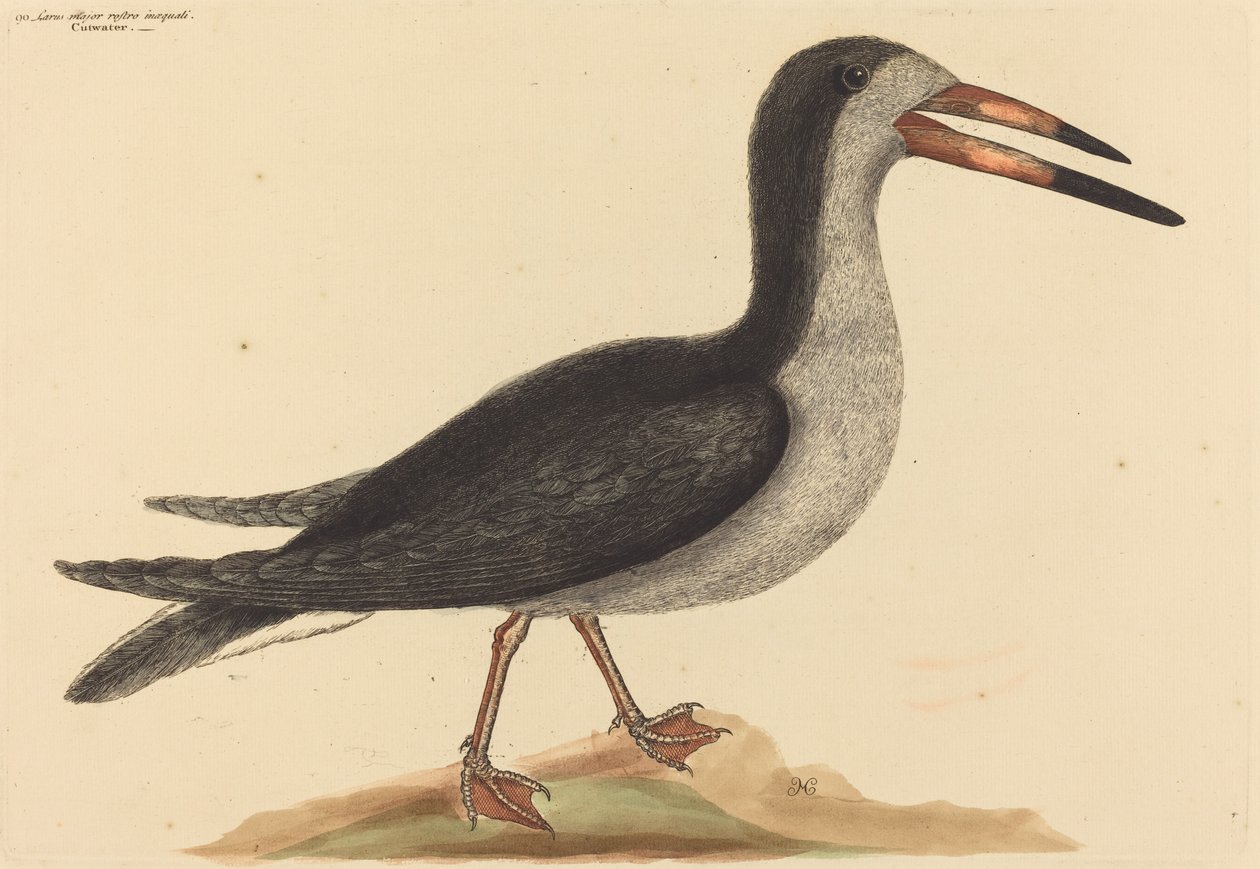 Cutwater Rhynchops nigra，1731-1743年出版。 作者 马克·凯茨比