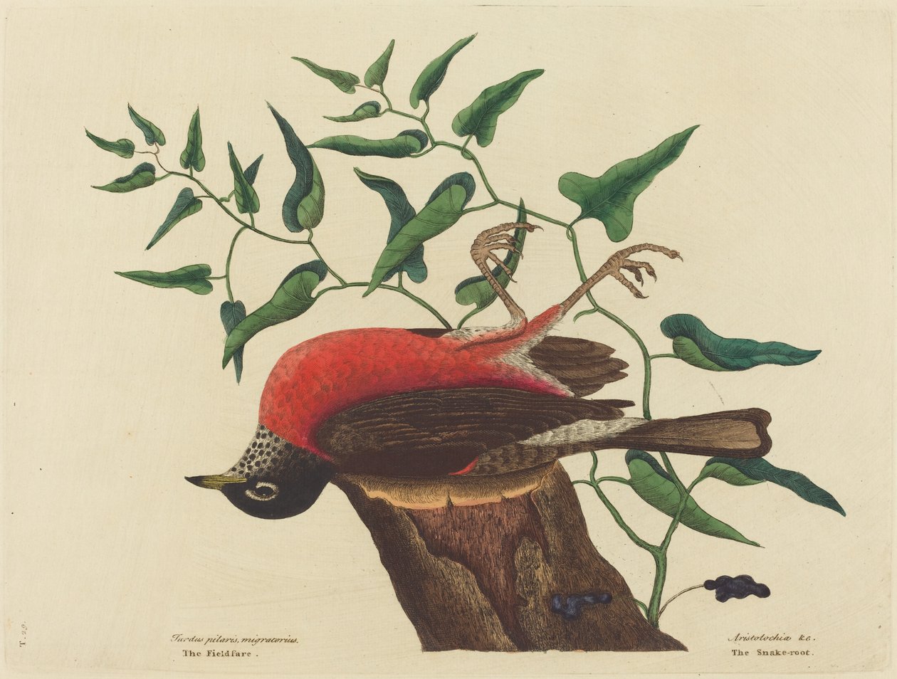 卡罗莱纳的田野之鸟（Turdus migratorius） 作者 马克·凯茨比