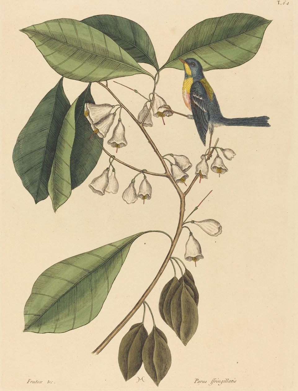雀形爬虫(Parus americanus) 作者 马克·凯茨比