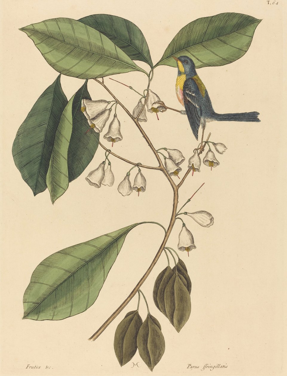 The Finch Creeper Parus americanus，1731-1743年出版。 作者 马克·凯茨比