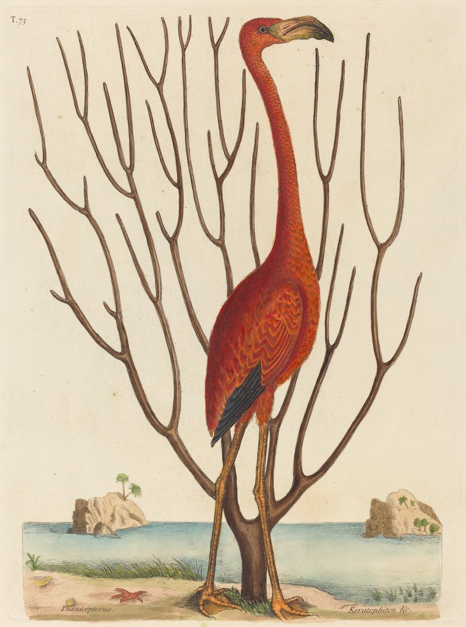 火烈鸟 Phoenicopterus ruber，1731-1743年出版。 作者 马克·凯茨比