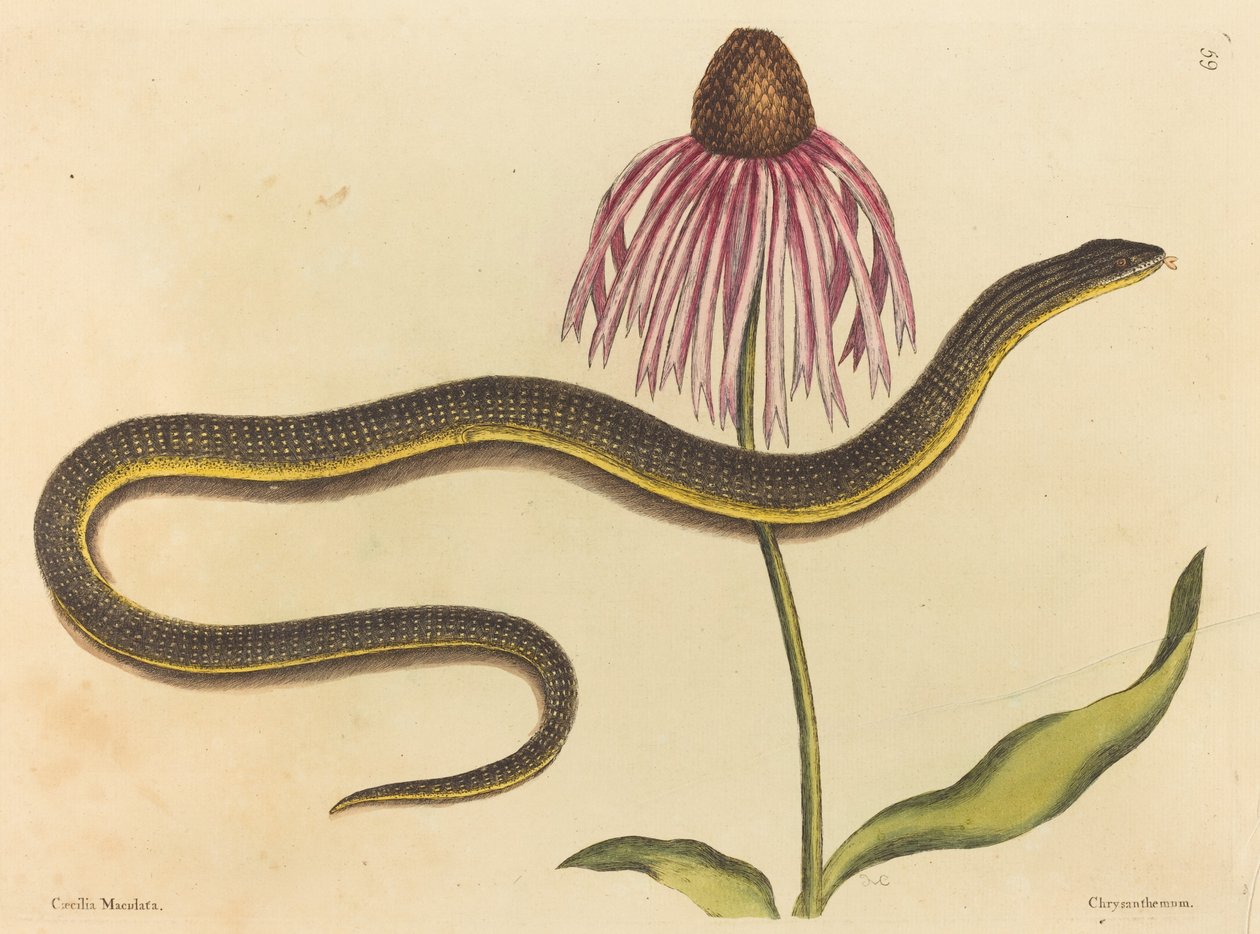 玻璃蛇（Anguis ventralis） 作者 马克·凯茨比