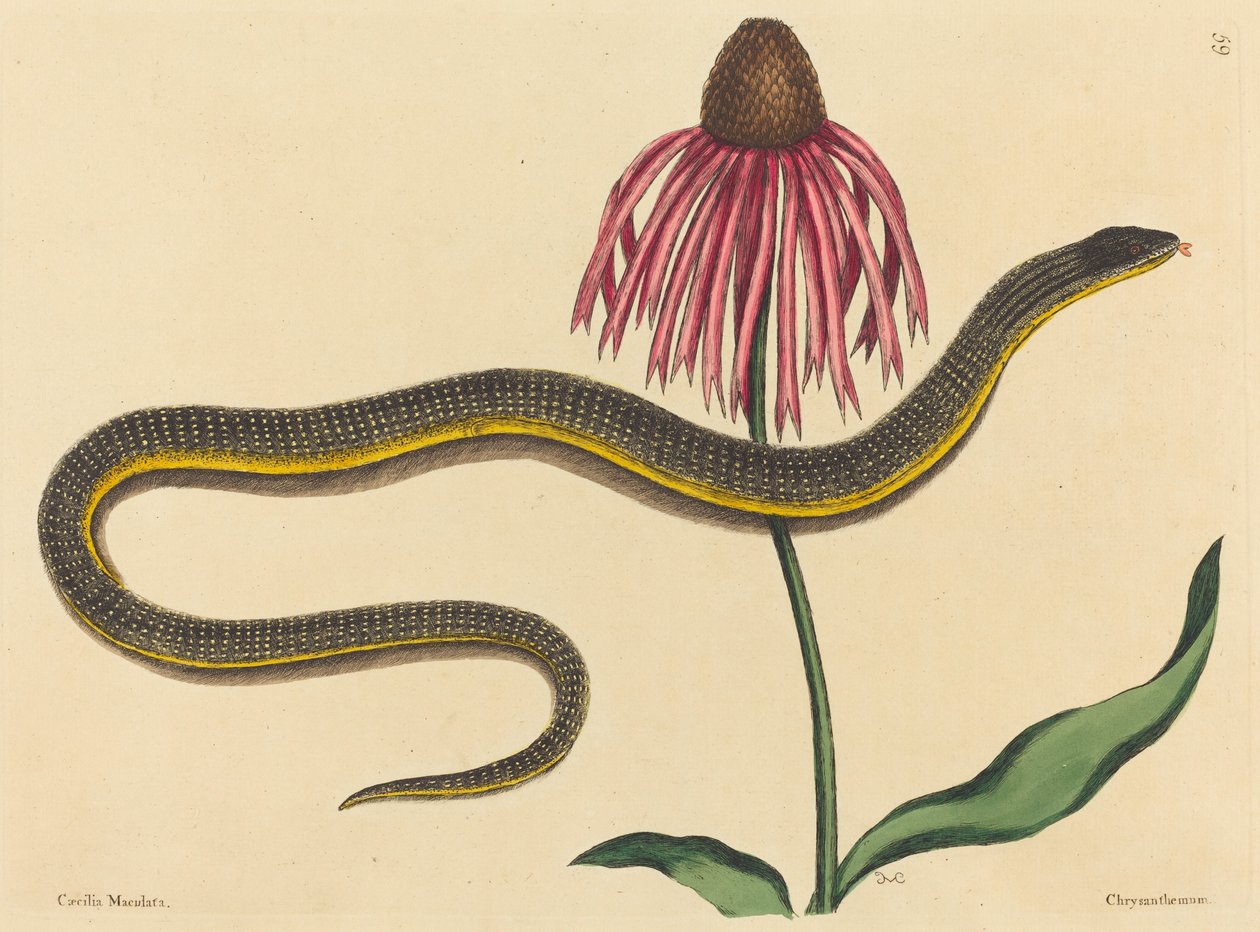 玻璃蛇Anguis ventralis，1731-1743年出版。 作者 马克·凯茨比