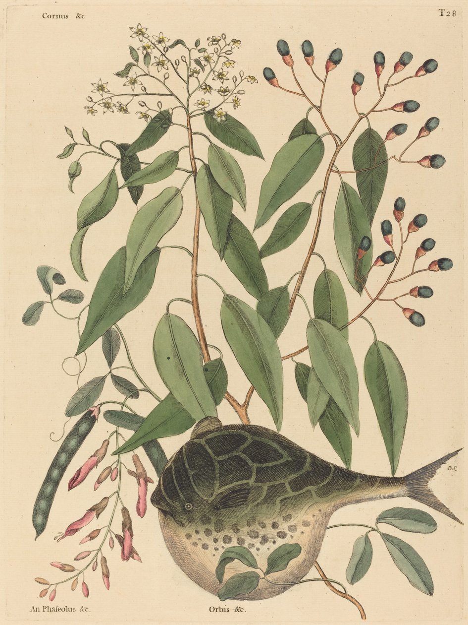 球鱼 (Tetrodon lagocephalus) 作者 马克·凯茨比