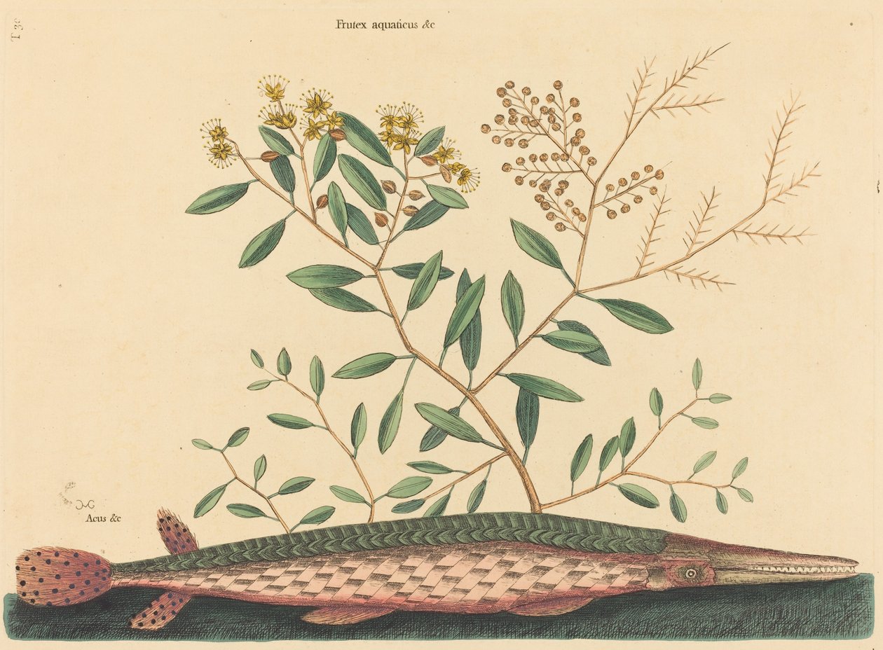 绿毛鱼Esox osseus，1731-1743年出版。 作者 马克·凯茨比
